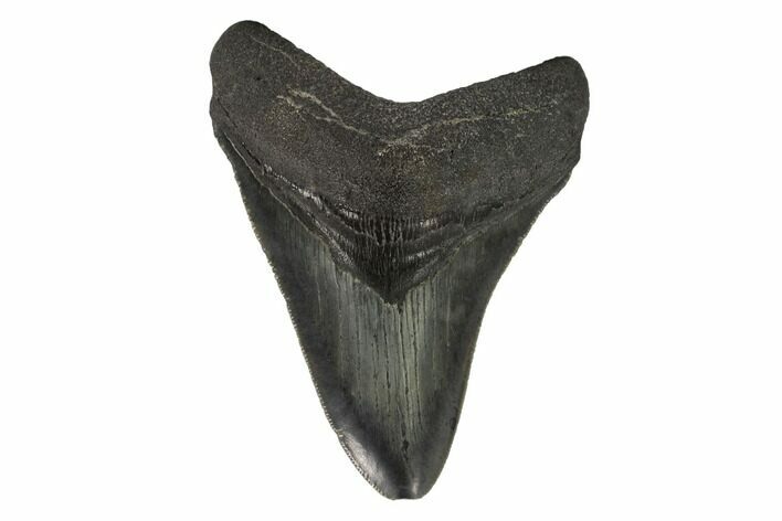 Serrated, Fossil Megalodon Tooth - South Carolina #122247